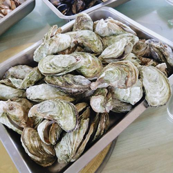 日逼免费网站下载页面